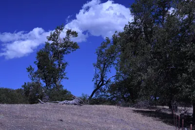 DSC_2220 (Large).JPG